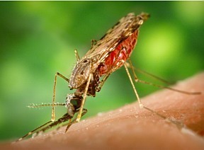 Mosquito que carrega o 'Plasmodium falciparum'