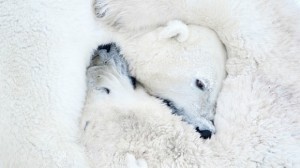 Na categoria 'Mamíferos', esta fotografia de ursos polares recebeu menção honrosa GDT EWPY 2011/Daisy Gilardini