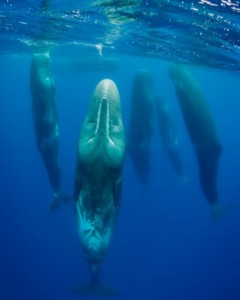 O segundo lugar na categoria 'Mamíferos' ficou com a imagem 'Baleias dormindo' GDT EWPY 2011/Magnus Lundgren