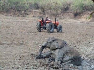 Fotos tiradas por um guia de safári no Zâmbia mostram o dramático resgate de uma elefanta e seu filhote presos na lama da lagoa Kapani, na região de South Luangwa Abraham Banda / Norman Carr Safaris