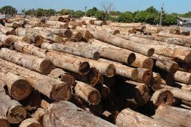 Rede Amigos da Amazônia lança livro sobre consumo responsável da madeira a partir de ações do poder público