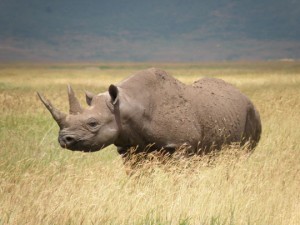 O destemido Rinoceronte-negro-ocidental (Diceros Bicornis) era o 4º maior mamífero africano. Tinha 1.500 kg e media 1,60 de altura. Mas não foi páreo para o predador homem. Foto: Dr. Richard Emslie