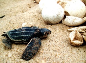 Erosão em Maracaípe afeta área de desova de tartarugas