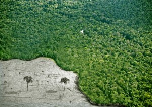 Senado aprova novo Código Florestal