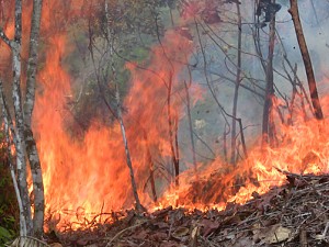 Mapa de risco de incêndios vai permitir que se tenha ideia das áreas mais suscetíveis. O departamento de Caquetá é a mais afetada pela floresta amazônica colombiana incêndios devido à expansão da agricultura e pecuária. Foto: Juan Vergel Ortiz