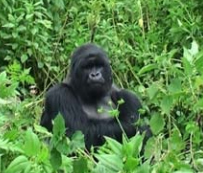 Imagem: Mudanças climáticas impõem ameaças adicionais aos gorilas das montanhas / FAO