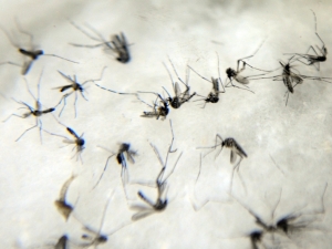 Receitas caseiras não ajudam a prevenir a dengue, alertam especialistas