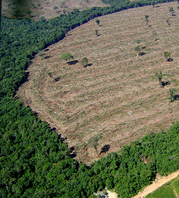 Ibama aplicou mais de R$ 3,5 milhões em multas e embargou 700 hectares desmatados ilegalmente