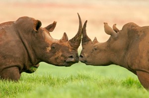 Morto por um chifre: caça de rinocerontes bate recorde