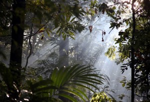 Ver a Amazônia na sua intimidade 