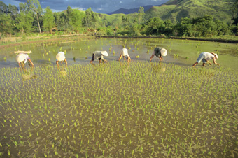 Mulheres plantam arroz de terras úmidas perto da baía de Lang Co, no Mar da China Meridional. Foto: Photostock/IPS 