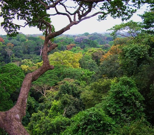 Entidades catarinenses pedem veto ao Código Florestal  