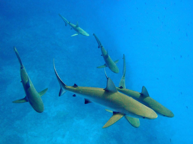 Tubarões da espécie Carcharhinus amlyrhynchos são fotografados no atol de Kure, no oceano Pacífico. (Foto: P. Ayotte)