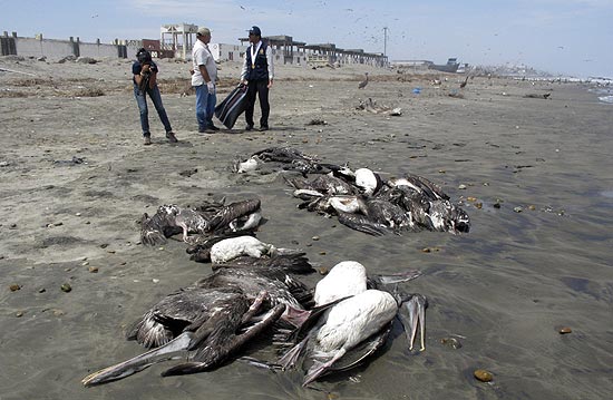 Governo do Peru tenta esclarecer morte de quase 4.500 aves, a maioria pelicanos, na costa norte do país 