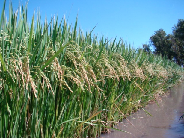 O impacto do plantio de arroz no Marajó 