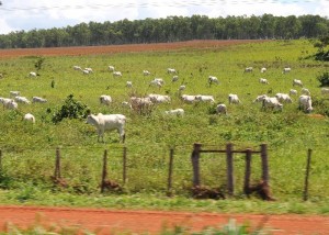 Criação de gado extensivo no Mato Grosso: setor é um dos mais criticados pelos ambientalistas. Foto: Roosewelt Pinheiro/Abr 
