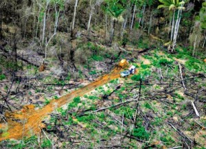 Desmatamento na Amazônia ameaça aves de extinção 