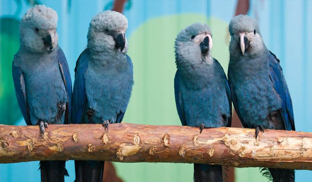A ACTP, Association for the Conservation of Threatened Parrots, mantém 7 ararinhas em cativeiro. Da esquerda para a direita estão Felicitas, Frieda, Paula e Paul. (Foto: Patrick Pleul /dpa/Zentralbild)  