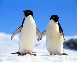 ‘Depraved’ Sex Acts By Penguins Shocked Polar Explorer