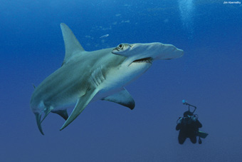 Um fotógrafo mergulha perto de um tubarão-martelo gigante. Foto: Jim Abertnethy/Cortesia Pew Environment Group. 