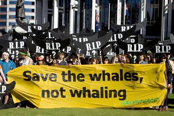 Em protesto na Nova Zelândia, ativistas pedem o fim da caça às baleias © Marty Melville/Greenpeace 