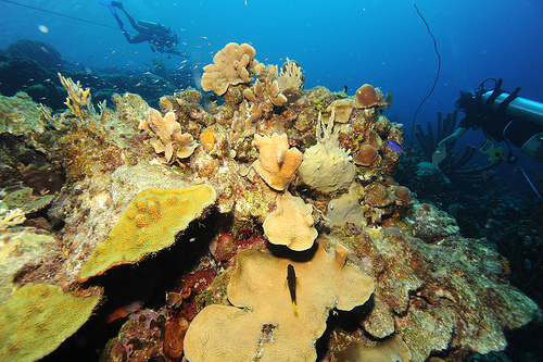 A vida marinha é tema central da Expo 2012. Foto: Living Oceans Foundation 