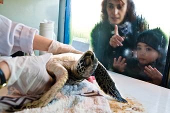 Uma quantidade incomum de tartarugas verdes saíram da água e ficaram perdidas nas praias do Uruguai com sintomas de hipotermia.