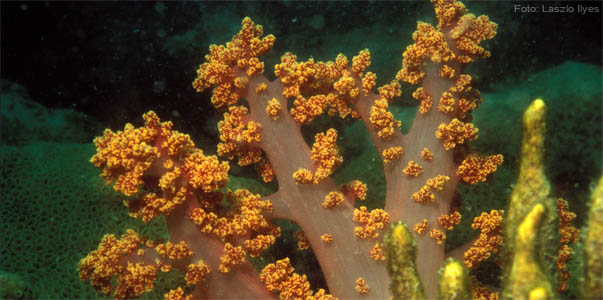 Recifes de corais pode virar área de preservação permanente. (Foto: Laszlo Ilyes)  