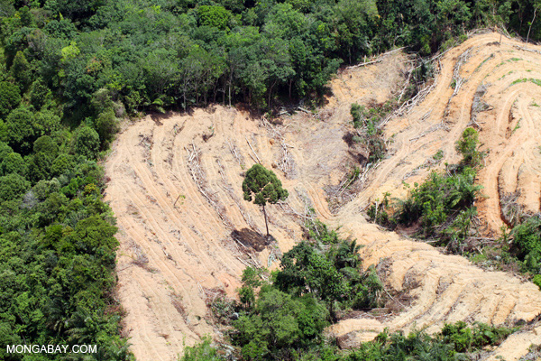 Especialistas: extração sustentável em florestas tropicais é impossível  
