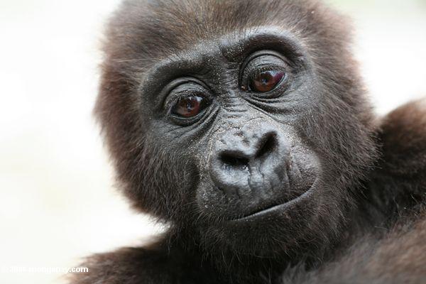 Imagem: Jovem gorila da floresta tropical do Congo / Rhett A. Butler