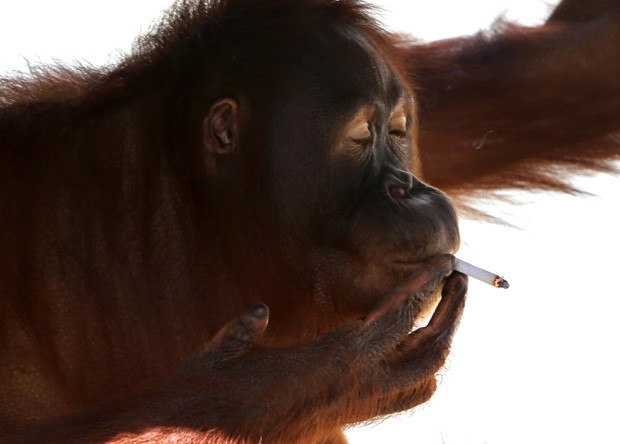 A orangotango Tori, que foi isolada do público para parar de fumar (Foto: AP)