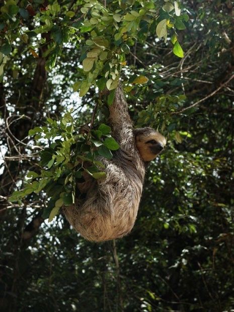 Imagem de bicho-preguiça, espécie endêmica da Amazônia. Se nada for feito para conter a devastação, bioma pode perder até 78 espécies de animais nos próximos anos. (Foto: Divulgação/ Robert Ewers/Science)