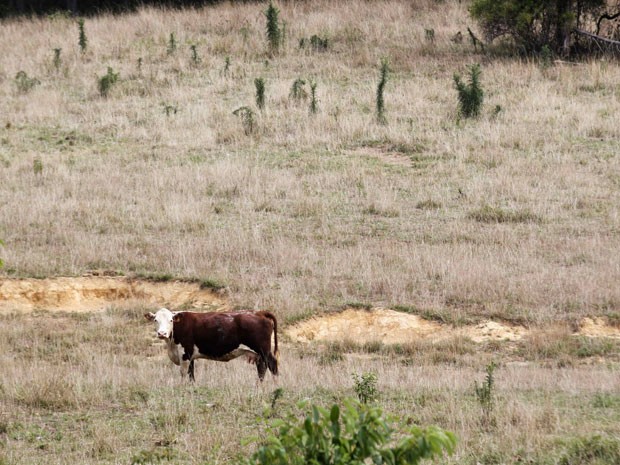 Vaca caminha entre pasto seco em Jasper, no estado de Indiana, sob uma temperatura de 38ºC. Seca extrema deve ser constante nos próximos anos, dizem cientistas. (Foto: John Sommers II/Reuters)