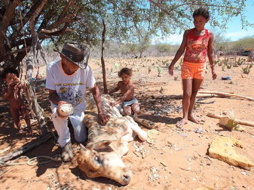 CONSIDERADA A pior dos últimos 30 anos, a seca no Nordeste já afeta 8 milhões de pessoas Hans Von Manteuffel