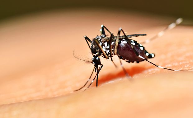 Bactéria e novas vacinas podem livrar Brasil da dengue em poucos anos 