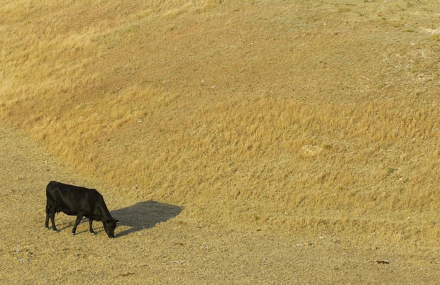 Gado procura alimento em um pasto seco no Kansas, nos EUA. Teoria científica afirma que locais secos atraem mais chuvas. (Foto: Steven Hausler/AP)