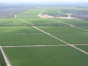 Projeto vai trocar conhecimentos de irrigação entre Brasil e México 