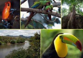 Brasil rejeitará prazos para preservação da biodiversidade 