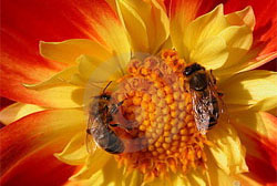 Novo estudo aumenta evidências de que pesticidas comuns estão dizimando colônias de abelhas 