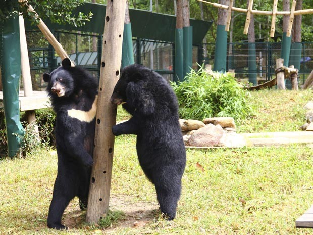 Ursos no Parque Nacional de Tam Dao, no Vietnã (Foto: AP Photo/Mike Ives) 