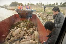 Número de porcos mortos retirados do rio de Xangai chega a 13.000