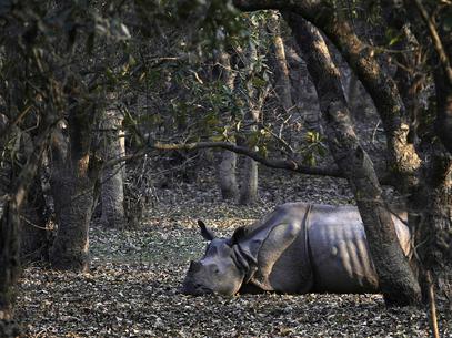 Rinocerontes e tubarões na agenda de reunião sobre espécies ameaçadas