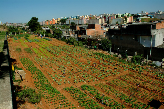 Fotos: Projeto do Cidades Sem Fome em Sapopemba, São Paulo / Cidades Sem Fome Horta comunitária no bairro Chico Mendes, em Florianópolis / Cepagro