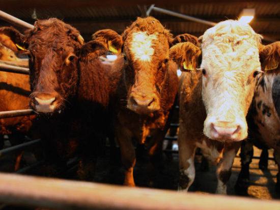Segundo mapeamento, 55.699 mil animais criados em fazendas irregulares já foram abatidos