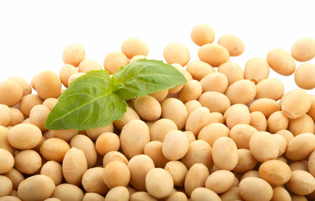 Estudo mostra como herbicida usado nas culturas de soja e cana é cancerígeno para ratos