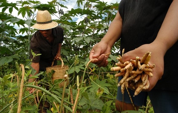 Ceará superou a meta com 343 mil agricultores inscritos no programa