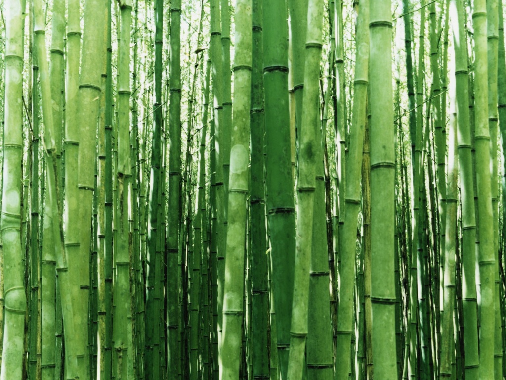 Bambu, madeira do futuro
