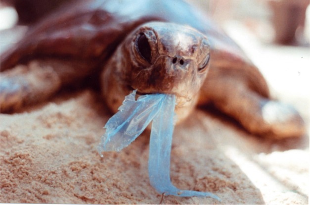 Lei no Rio fez consumo de sacolas plásticas cair em 25%