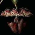   A planta tropical Marcgravia evenia desenvolveu um tipo de folha de forma côncava capaz de enviar de volta sinais emitidos por morcegos polinizadores. O estudo foi publicado na revista […]