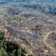 O Instituto do Homem e do Meio Ambiente na Amazônia (Imazon) registrou avanço do desmatamento na Amazônia em agosto. Em um mês, os satélites usados pelo instituto para fazer a […]